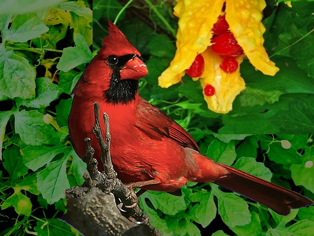cardinal bitter melon