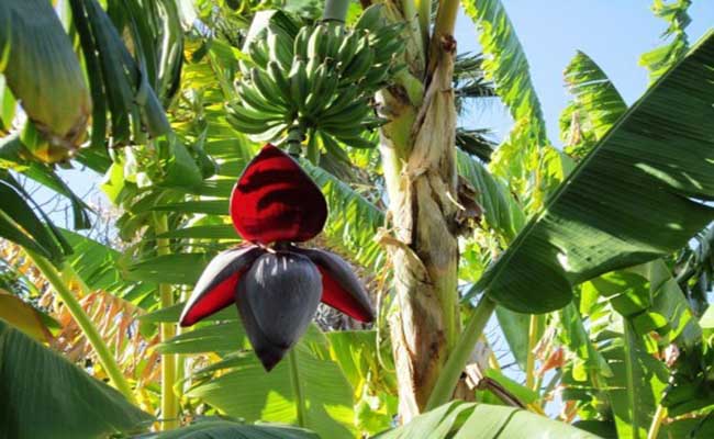 BananaTree