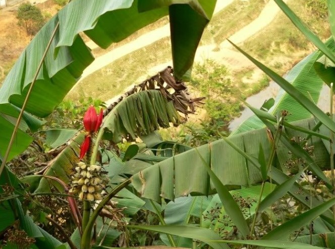 chuoihotrung