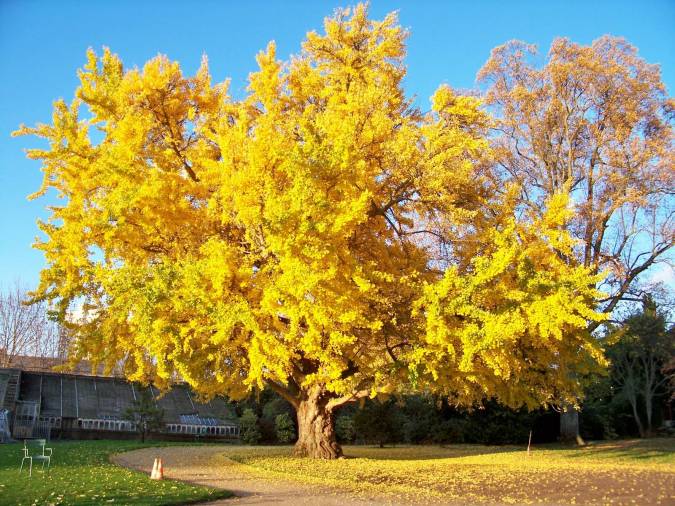ginkgobiloba