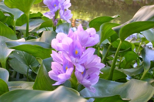 hoa luc binh