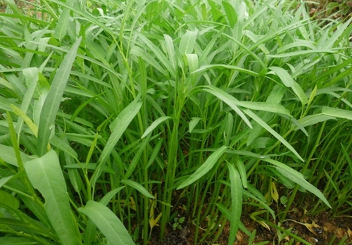 huong dan trong rau muong 1