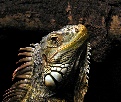 iguana 400