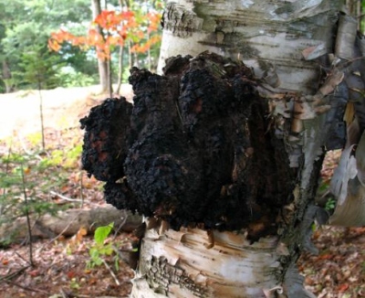 nam16 Chaga