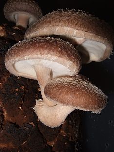 nam17 Shiitake