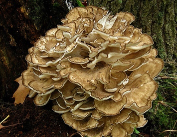 nam18 Maitake