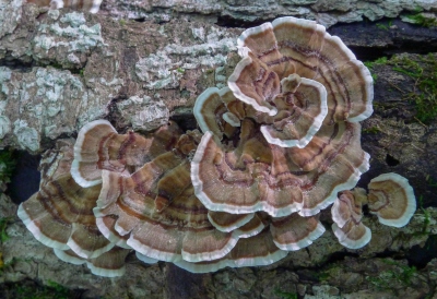 nam19 Polyporus versicolor