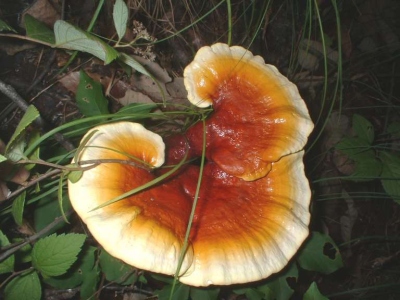 nam20 reishi