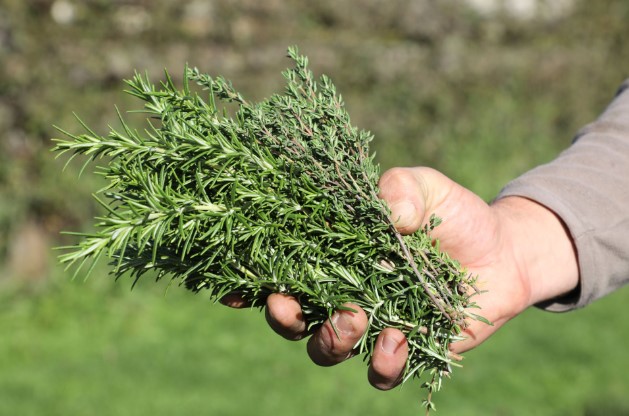 rosemary
