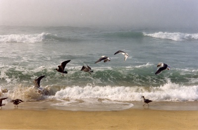 seagulls r