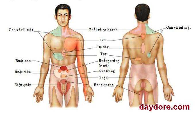 so do cau tao ben trong