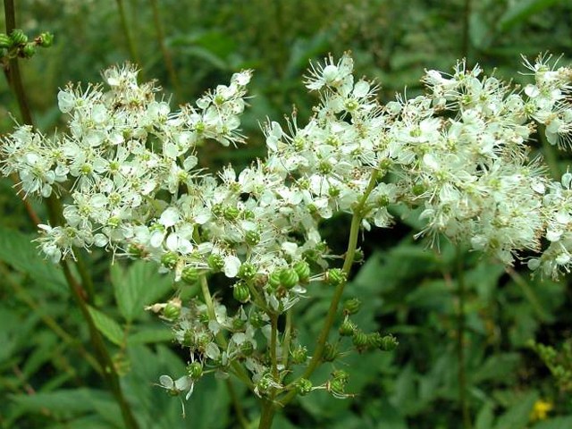 spirea ulmaria