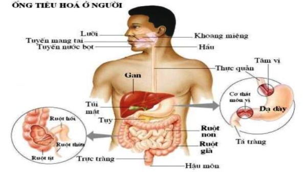 tieu hoa thuc an 2