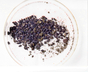 word image 4
