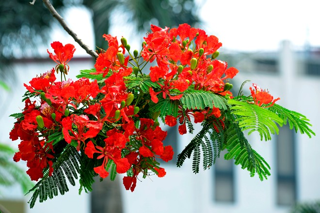 HL Nho Hoi An