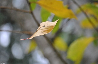 lathubay