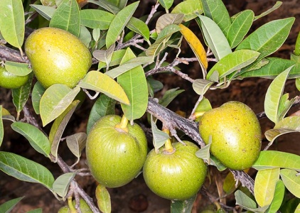 ngacna