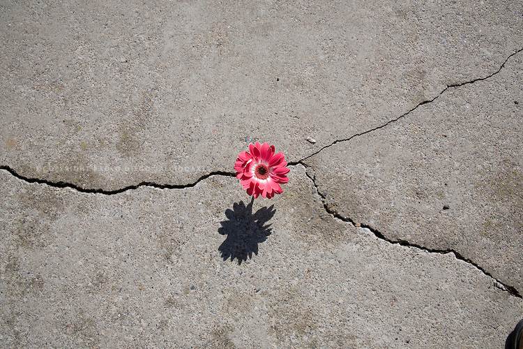 6360153073035634761542557371 flowers 2910