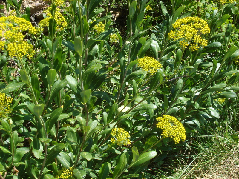 BupleurumBupleurum Chinense