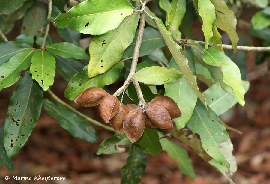 Heritiera littoralis 6