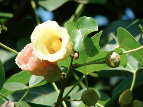 Thespesia populnea