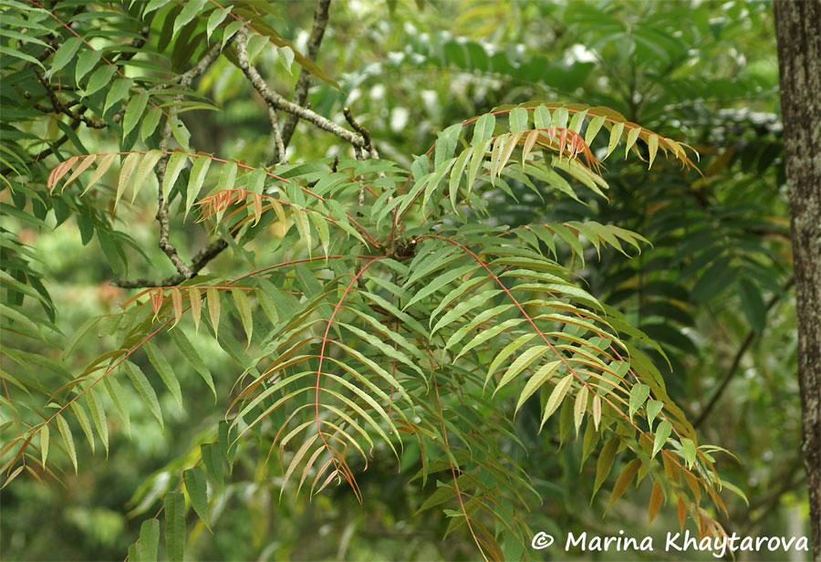 Toona sureni 1
