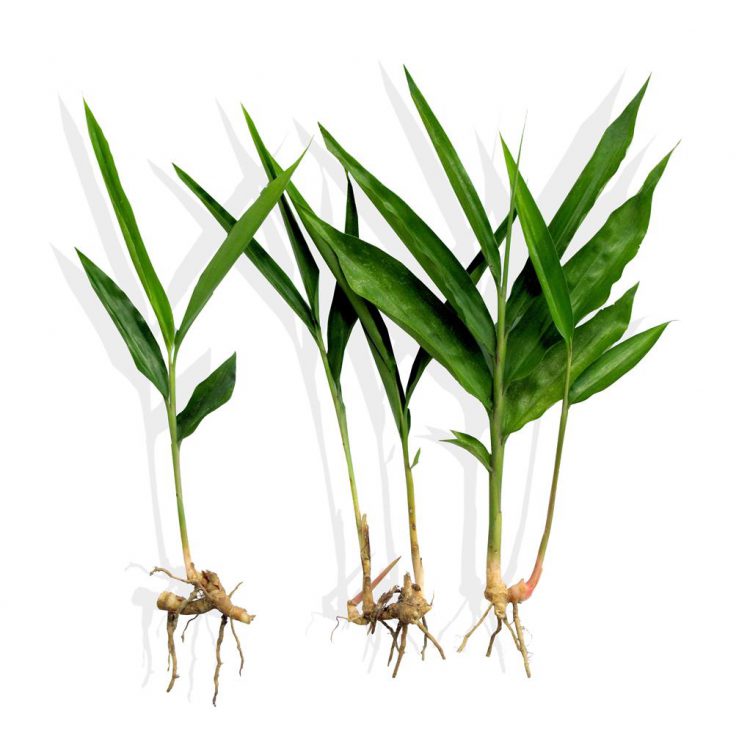 alpinia galanga