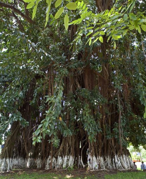 caygua1