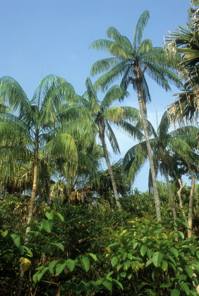 caynhum