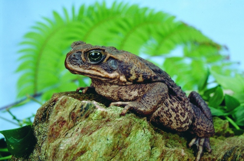 coc1 CaneToadBufoMarinus