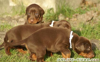dobermann o6967