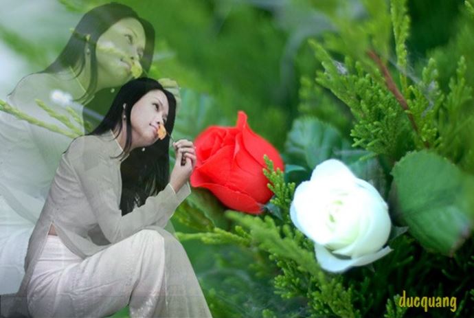 hoahongmuavulan