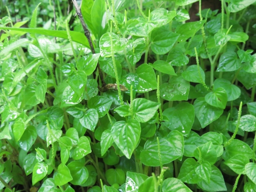 hotieu 02 cangcua