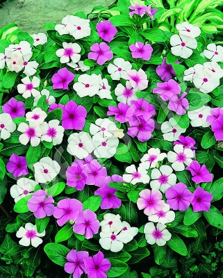tb Vinca Rosea