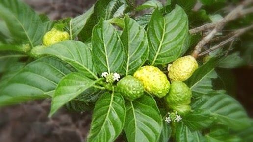 tb nhau Noni