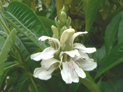 tb quahach malabar