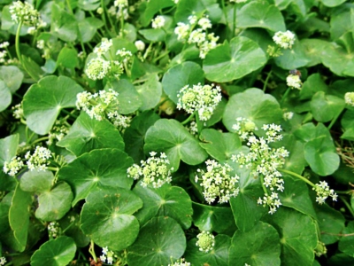 tb rauma Centella asiatica