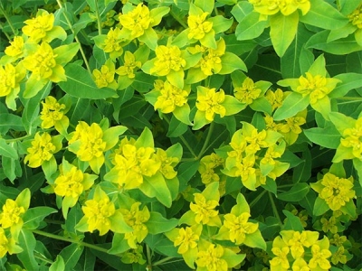 tb thuocgioi euphorbia dulcis