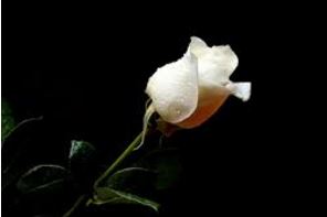 whiterose