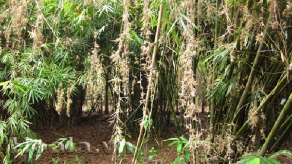 hoatre