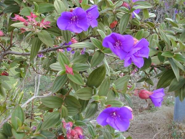 Tibouchina Urvilleana Princess Flower 1
