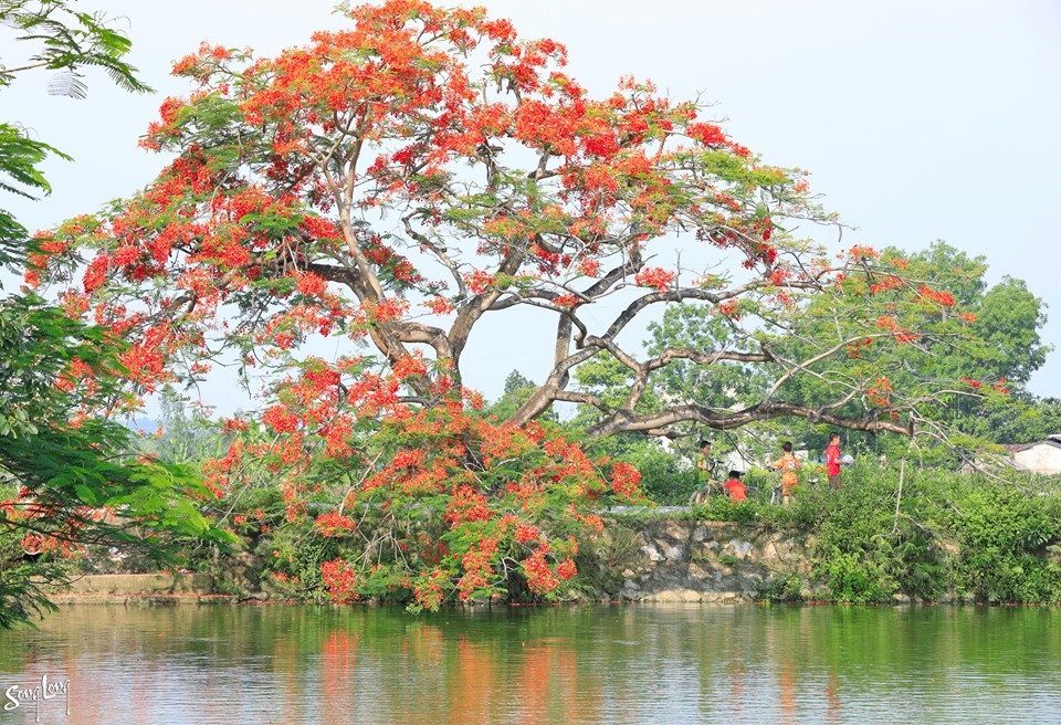 hoaphuong