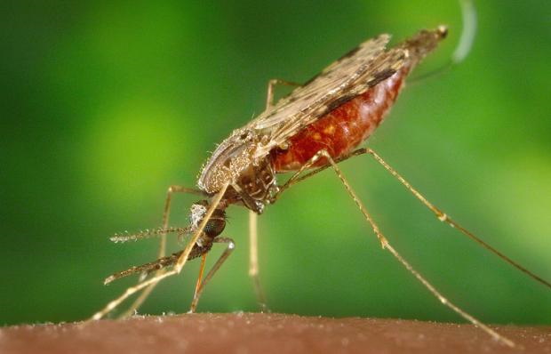 muoi1 anopheles dirus