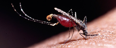 muoi1a anopheles dirus