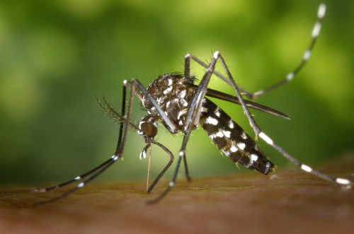 muoi2 Aedes albopictus asian tiger