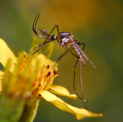 muoi4 Toxorhynchis rutilus elephant mosquito