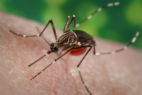 muoi5 aedes aegypti