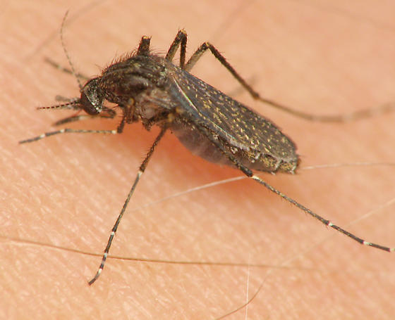 muoi6 Mansonia titillans