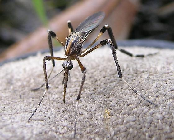 muoi7 Psorophora ciliata