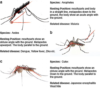 muoi mosquito